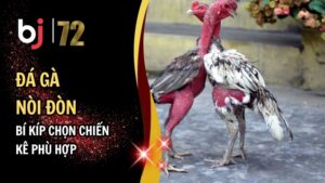 Đá Gà Nòi Đòn Và Bí Kíp Chọn Chiến Kê Phù Hợp